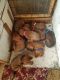 Redbone Coonhound Puppies for sale in New Ulm, MN 56073, USA. price: $300