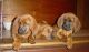 Redbone Coonhound Puppies for sale in Round Rock, TX, USA. price: $500