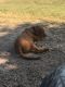 Redbone Coonhound Puppies for sale in Madison, NC 27025, USA. price: $200