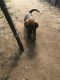 Redbone Coonhound Puppies for sale in Blanco, TX 78606, USA. price: NA