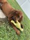 Redbone Coonhound Puppies for sale in Jacksonville, NC, USA. price: $500