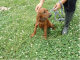 Redbone Coonhound Puppies for sale in Mt Pleasant, TX 75455, USA. price: $500