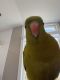 Regent Parrot Birds
