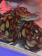 Reticulated python Reptiles