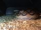 Reticulated python Reptiles for sale in NJ-42, Deptford Township, NJ, USA. price: $100
