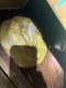 Reticulated python Reptiles for sale in NJ-42, Deptford Township, NJ, USA. price: $75