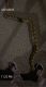 Reticulated python Reptiles for sale in Oakley, CA 94561, USA. price: NA