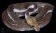 Reticulated python Reptiles