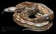 Reticulated python Reptiles for sale in Overland Park, KS, USA. price: $800
