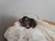 Rex Rat Rodents for sale in Fox River Grove, IL 60021, USA. price: NA