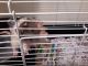Rex Rat Rodents for sale in Neenah, WI 54956, USA. price: NA