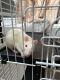 Rex Rat Rodents
