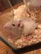 Rex Rat Rodents for sale in Johnstown, PA, USA. price: NA
