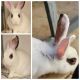 Rhinelander rabbit Rabbits for sale in Bakersfield, CA, USA. price: NA