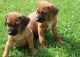 Rhodesian Ridgeback Puppies for sale in Houston, TX, USA. price: NA