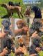 Rhodesian Ridgeback Puppies for sale in 772 Victoria Ave, Victoria, BC V8S 4N3, Canada. price: NA