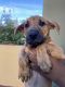 Rhodesian Ridgeback Puppies for sale in Tucson, AZ 85712, USA. price: NA