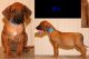 Rhodesian Ridgeback Puppies for sale in Parma, OH, USA. price: NA