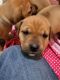 Rhodesian Ridgeback Puppies for sale in Avondale, AZ, USA. price: $450
