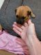 Rhodesian Ridgeback Puppies for sale in Avondale, AZ, USA. price: NA