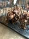 Rhodesian Ridgeback Puppies for sale in Washington, DC, USA. price: NA