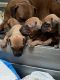Rhodesian Ridgeback Puppies for sale in Cave Junction, OR 97523, USA. price: $1,200