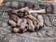 Rhodesian Ridgeback Puppies for sale in Pottstown, PA 19464, USA. price: $1,800