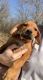 Rhodesian Ridgeback Puppies for sale in Callisburg, TX, USA. price: NA