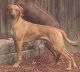 Rhodesian Ridgeback Puppies for sale in Yoder, CO 80864, USA. price: NA