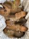 Rhodesian Ridgeback Puppies for sale in Geneva, AL 36340, USA. price: NA