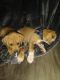 Rhodesian Ridgeback Puppies for sale in Lawrence, KS 66044, USA. price: $250