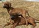 Rhodesian Ridgeback Puppies for sale in Rock Springs, WY 82901, USA. price: NA