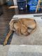Rhodesian Ridgeback Puppies for sale in West Valley City, UT, USA. price: NA