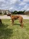 Rhodesian Ridgeback Puppies for sale in Fort Worth, TX 76115, USA. price: NA