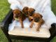 Rhodesian Ridgeback Puppies for sale in Due West, SC 29639, USA. price: $1,400