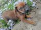 Rhodesian Ridgeback Puppies for sale in Oskaloosa, KS 66066, USA. price: $1,300
