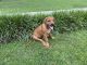 Rhodesian Ridgeback Puppies for sale in Due West, SC 29639, USA. price: $500