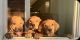 Rhodesian Ridgeback Puppies for sale in Tulsa, OK, USA. price: NA