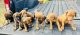 Rhodesian Ridgeback Puppies for sale in Dallas, TX, USA. price: NA