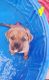 Rhodesian Ridgeback Puppies for sale in Avondale, AZ, USA. price: $150