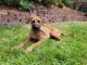 Rhodesian Ridgeback Puppies for sale in Folsom, CA, USA. price: $2,000