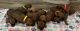 Rhodesian Ridgeback Puppies for sale in Adrian, MO 64720, USA. price: $1,500
