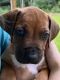 Rhodesian Ridgeback Puppies for sale in Chattanooga, TN, USA. price: NA