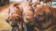 Rhodesian Ridgeback Puppies for sale in Creston, MT 59901, USA. price: NA