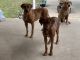 Rhodesian Ridgeback Puppies for sale in FM2021, Lufkin, TX, USA. price: NA