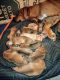 Rhodesian Ridgeback Puppies for sale in 2003 E Oleander Ave, Coolidge, GA 31738, USA. price: NA