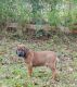 Rhodesian Ridgeback Puppies for sale in Dothan, AL, USA. price: NA