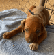 Rhodesian Ridgeback Puppies for sale in Plymouth, CA 95669, USA. price: NA