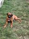Rhodesian Ridgeback Puppies for sale in Austin, TX, USA. price: $2,500