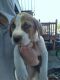 Rhodesian Ridgeback Puppies for sale in Blum, TX 76627, USA. price: $1,000